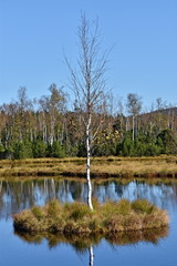 Sumava National Park, nature of the Czech Republic, picture from summer