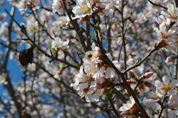 Almond blossoms, bees, bugs and spring time is here! 2019