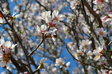Almond blossoms, bees, bugs and spring time is here! 2019