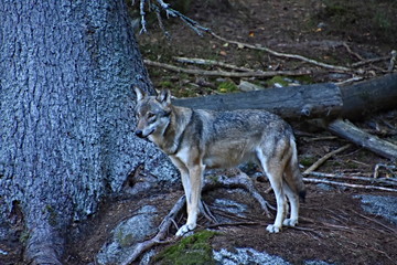 Sumava National Park, nature of the Czech Republic, picture from summer