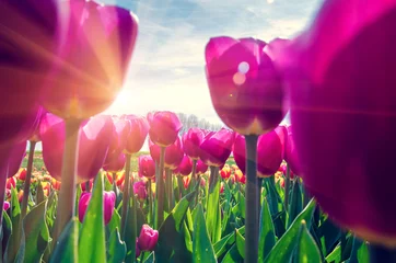 Cercles muraux Pour elle Beau paysage de printemps avec des tulipes dans les champs de Hollande en gros plan.
