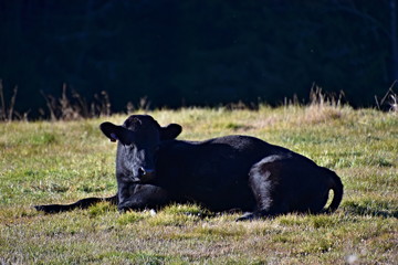 Sumava National Park, nature of the Czech Republic, picture from summer