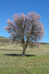 Fototapeta premium Almond blossoms, bees, bugs and spring time is here! 2019
