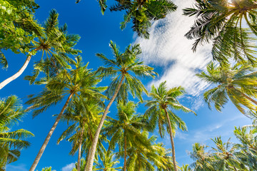 Obraz premium Green palm tree against blue sky and white clouds. Tropical nature background