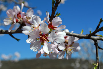 Almond blossoms, bees, bugs and spring time is here! 2019