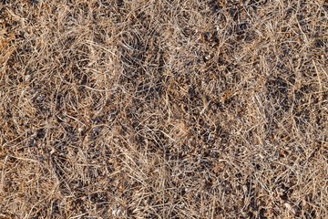 Dry wadded grass in spring 
