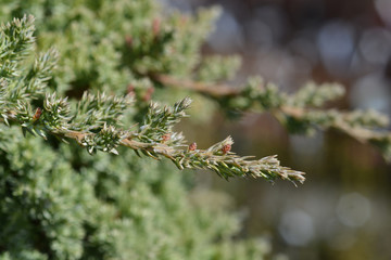 Japanese garden juniper