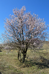 Almond blossoms, bees, bugs and spring time is here! 2019