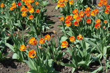 Lots of yellow and red flowers of tulips in spring