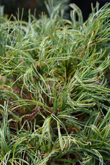 Obraz premium White pine Green Curls