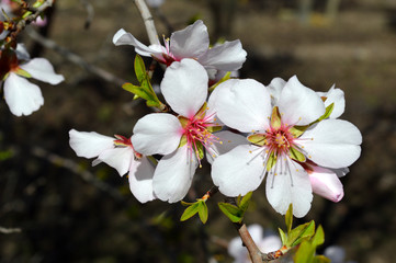 Almond blossoms, bees, bugs and spring time is here! 2019