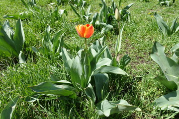 Single red and yellow flower of tulip in spring