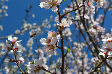 Almond blossoms, bees, bugs and spring time is here! 2019