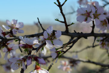 Almond blossoms, bees, bugs and spring time is here! 2019