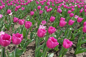 Pink tulips in the flower bed in spring