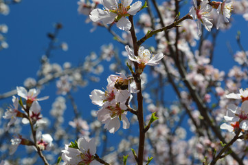 Almond blossoms, bees, bugs and spring time is here! 2019