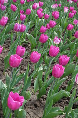 Spring flowers - pink tulips in bloom in April