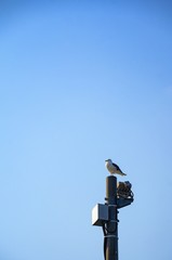 電柱で羽を休めるカモメ