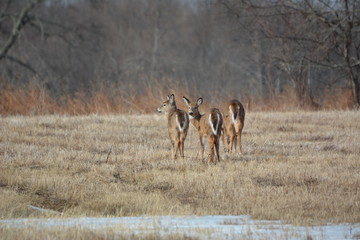 Deer in meadow