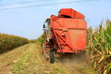 Modern combine harvester is harvesting cultivated ripe corn crop