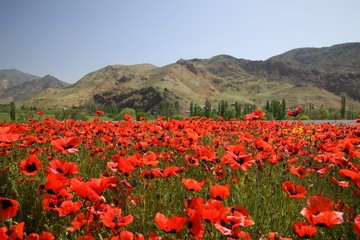 Landscape with nice sunset over poppy field .turkey/erzurum