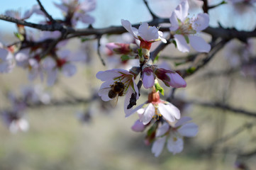 Almond blossoms, bees, bugs and spring time is here! 2019