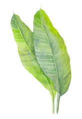 Obraz premium Banana leaves. Watercolor illustration.