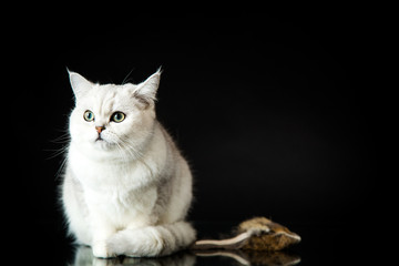 beautiful young cat breed Scottish chinchilla straight