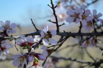 Almond blossoms, bees, bugs and spring time is here! 2019