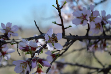 Almond blossoms, bees, bugs and spring time is here! 2019