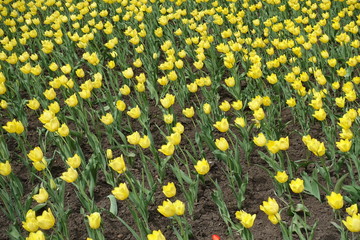 Backdrop - yellow flowers of tulips in spring