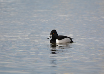 Fototapeta premium RIng Neck Duck