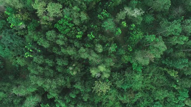 Aerial shot of a tropical rain forest. Top view of green trees from drone. Aerial drone view of forest trees landscape in summer. Philippines.