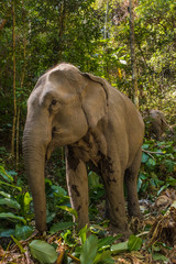Two Asian Elephants in the Northern Thailand jungle, one in the background walkng away and the first up close in the foreground