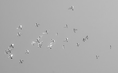 Pigeon Flock in Flight over La Palma in Canary Islands