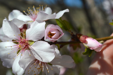 Almond blossoms, bees, bugs and spring time is here! 2019