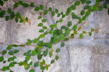 Plant on the crack cement wall.