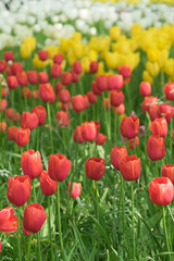 Insel Mainau im Frühling: buntes Tulpenfeld - gelb, rot und weiß