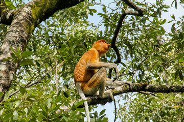 The rare and beautiful single proboscis monkey with it's unique long nose  sitting in a tree at Bako National Park, Borneo