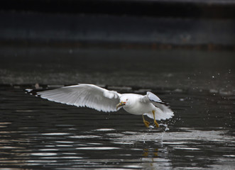 Seagull catching a fish