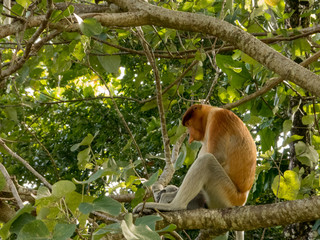 The rare and beautiful single proboscis monkey with it's unique long nose sitting in a tree at Bako National Park, Borneo