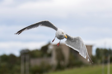 Seagull in Norway