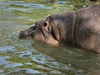 closeup of giant hippopotamus in water with bulging eyes, zoo, delhi, india