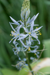 Hellblaue sternförmige Blüte