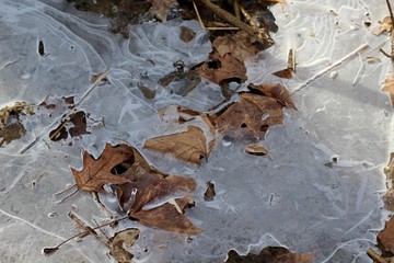 A close view of the ice and the brown leaves on the ground.