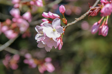 Kirschbl&uuml;te