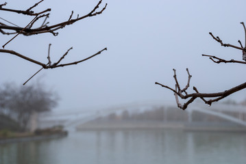 Close-up of branches with bridge in the background in a park in Madrid, Spain. A morning with fog