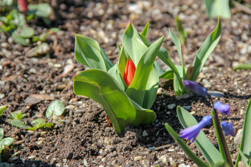 Junge rote Tulpe