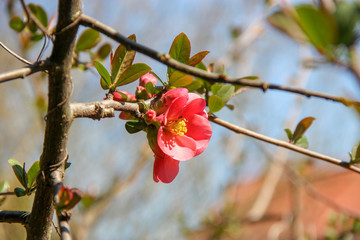 Bl&uuml;te