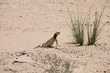 Leptien’s Spiny-tailed Lizard (Uromastyx aegyptia leptieni)